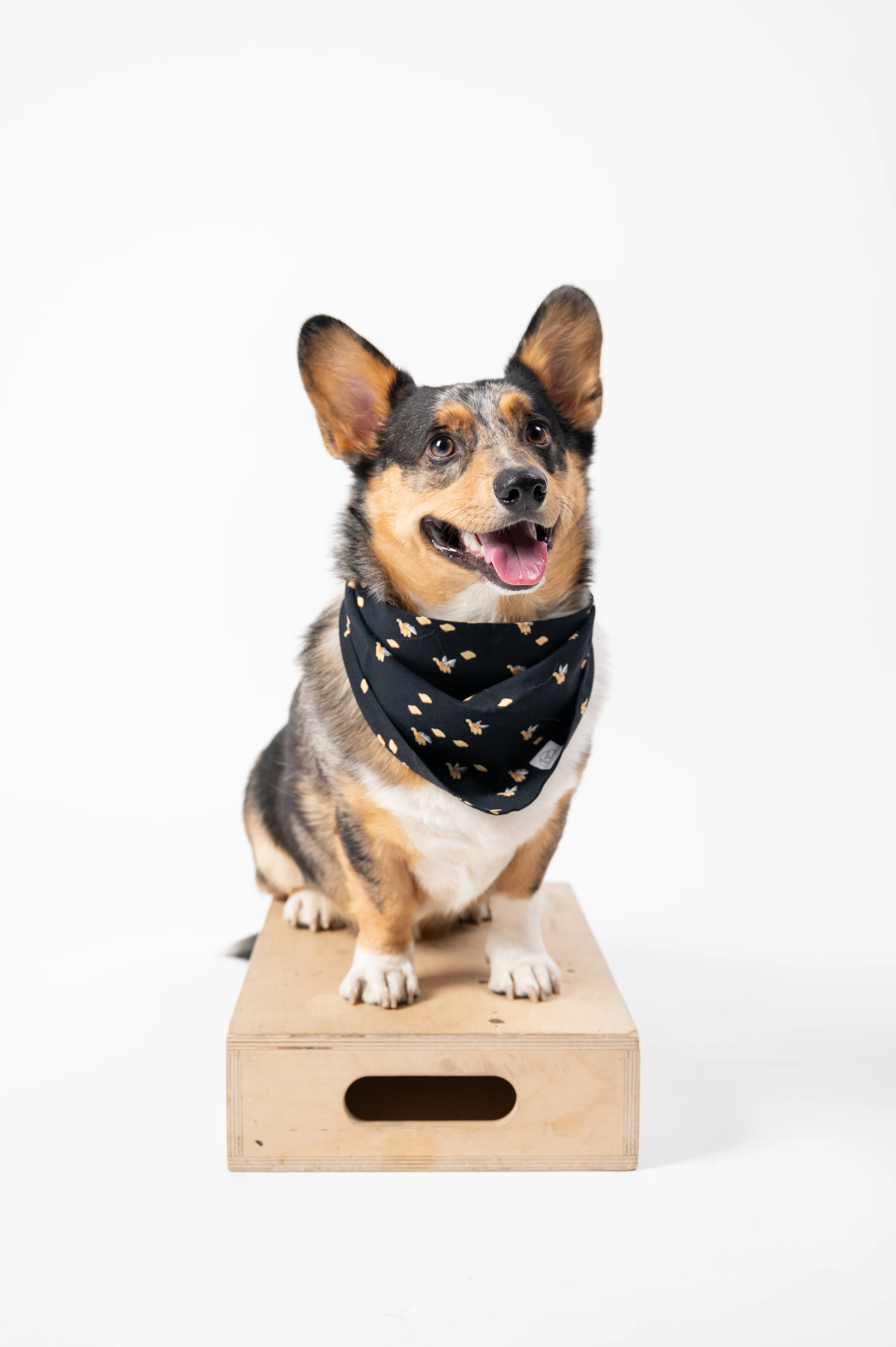Screensaver Pet Bandana - Image 6