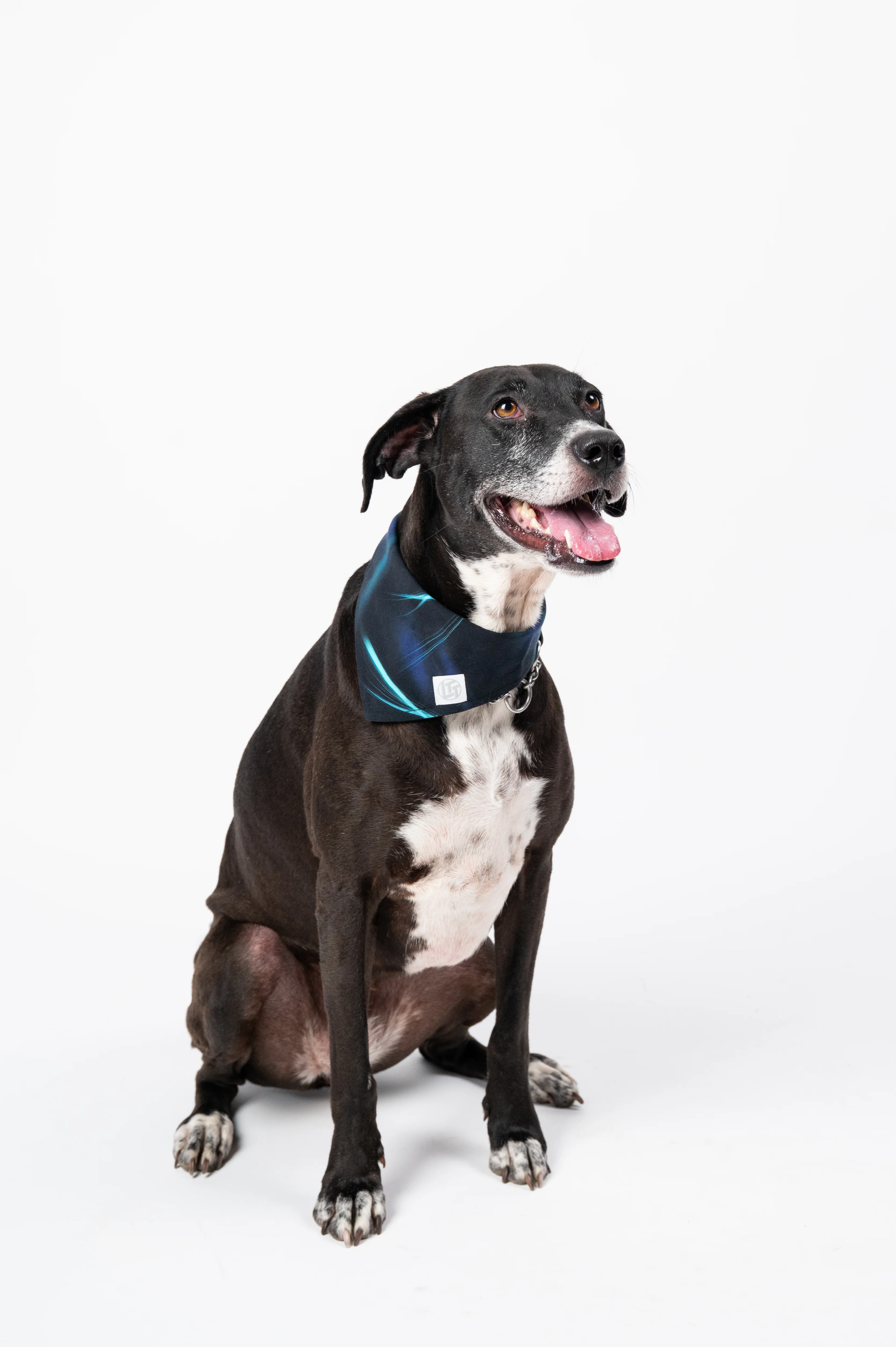 Screensaver Pet Bandana - Image 8